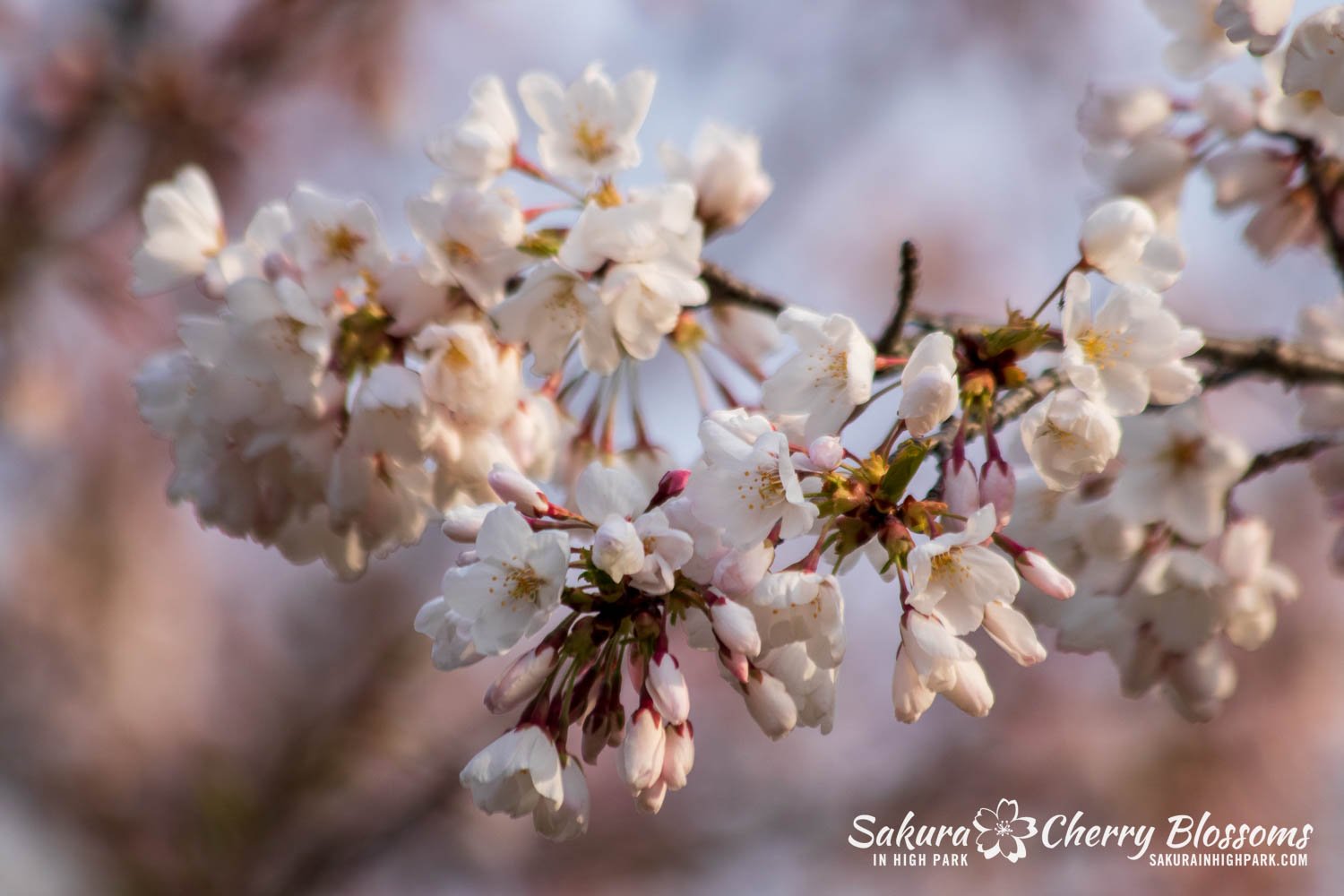 Sakura Watch April 21, 2023-110.jpg