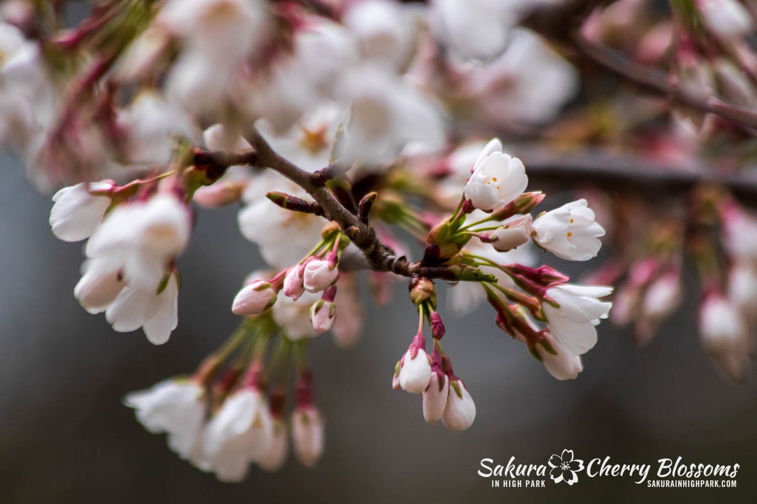 Sakura WAtch April 25, 2023-21.jpg