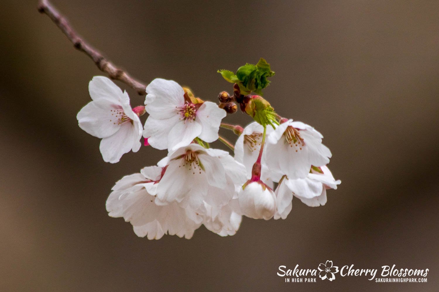 Sakura WAtch April 25, 2023-10.jpg