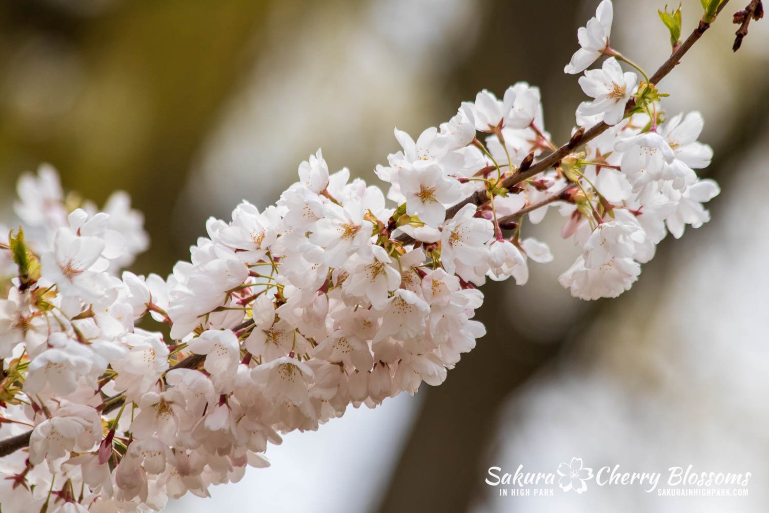 Cherry Blossom sakura Faux Leather Flower Handbag/purse -  Canada in  2023