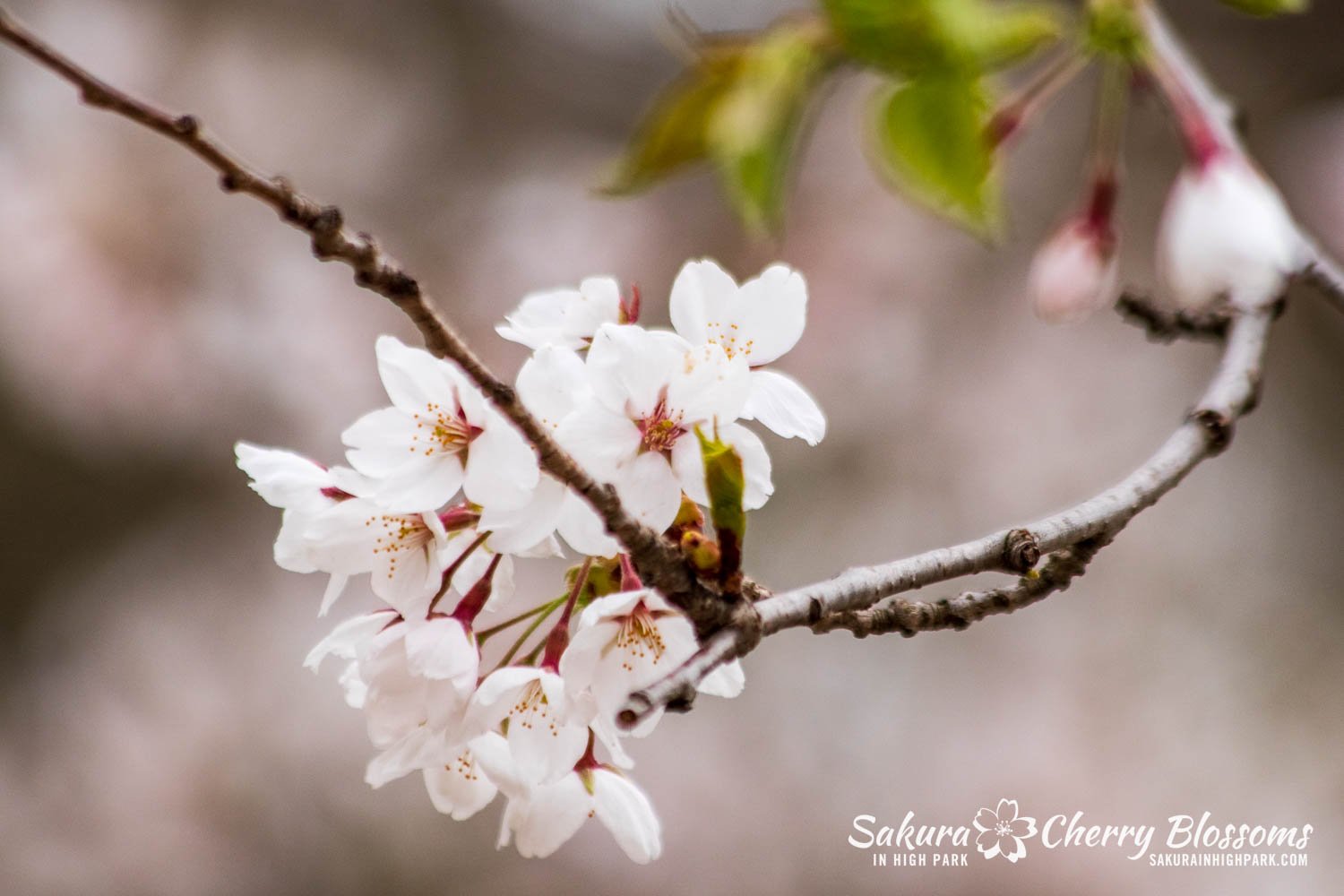 Sakura WAtch April 25, 2023-165.jpg