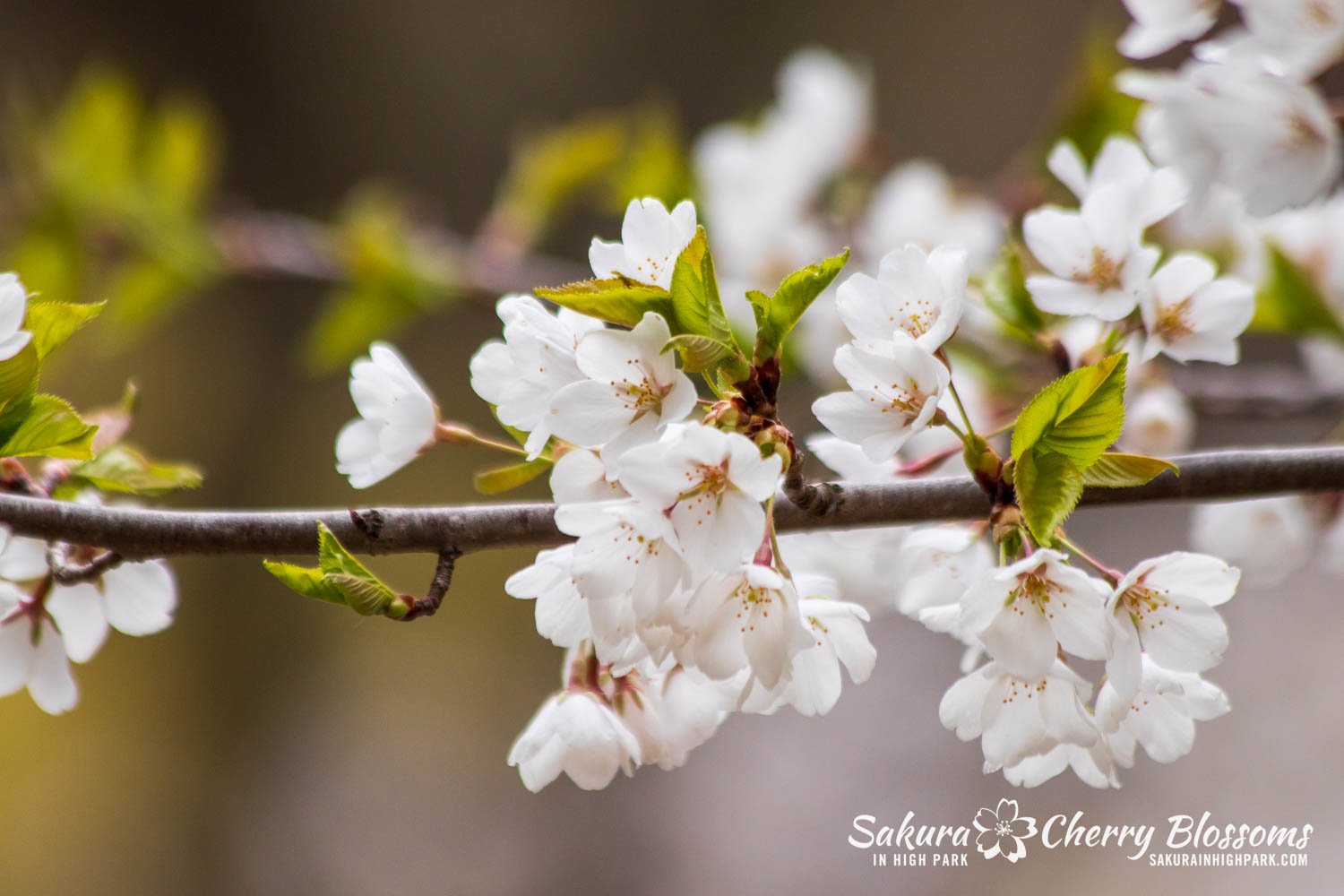 Sakura WAtch April 25, 2023-17.jpg