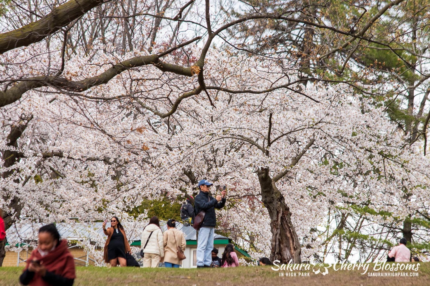 Sakura WAtch April 25, 2023-108.jpg