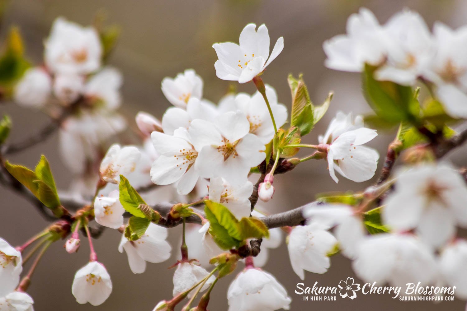 Sakura WAtch April 25, 2023-13.jpg