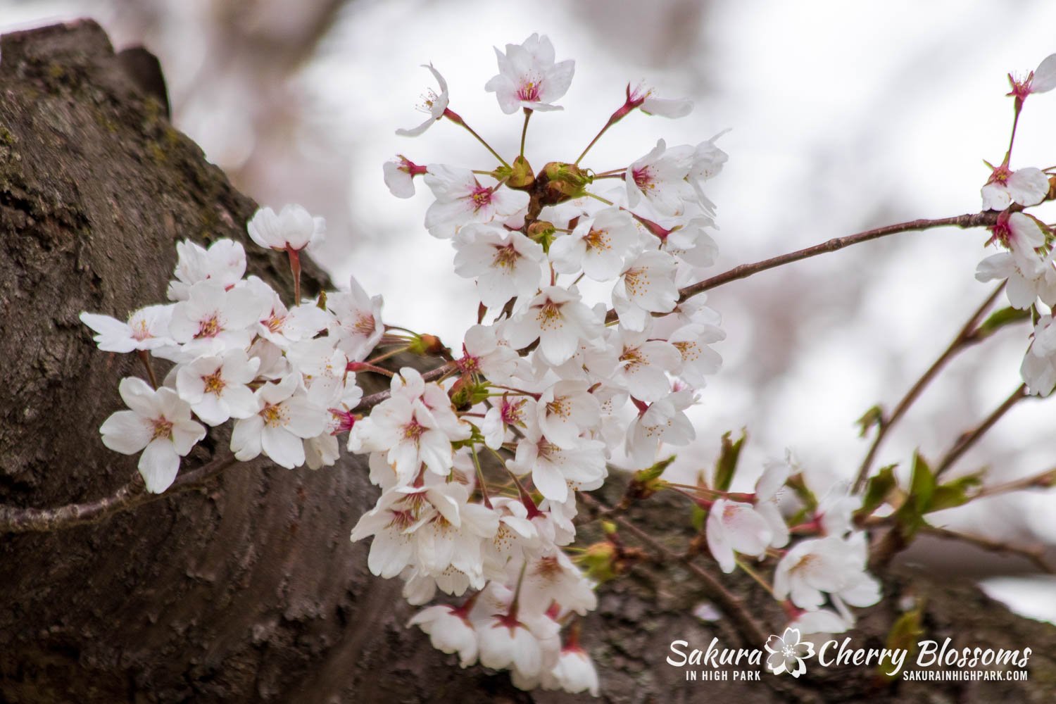 Its Cherry Blossom Season! - Victoria Regent Waterfront Hotel & Suites