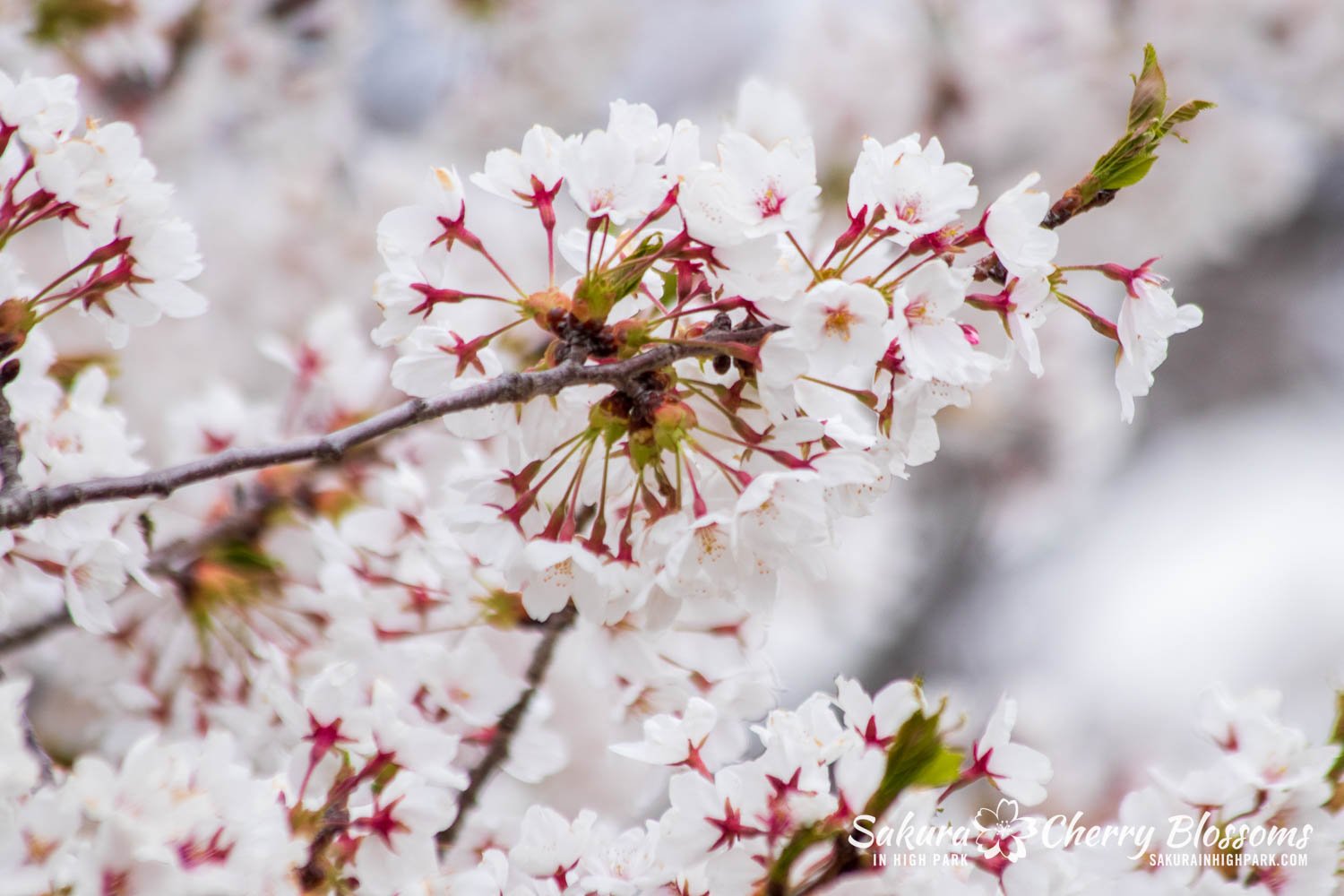 Sakura WAtch April 25, 2023-113.jpg