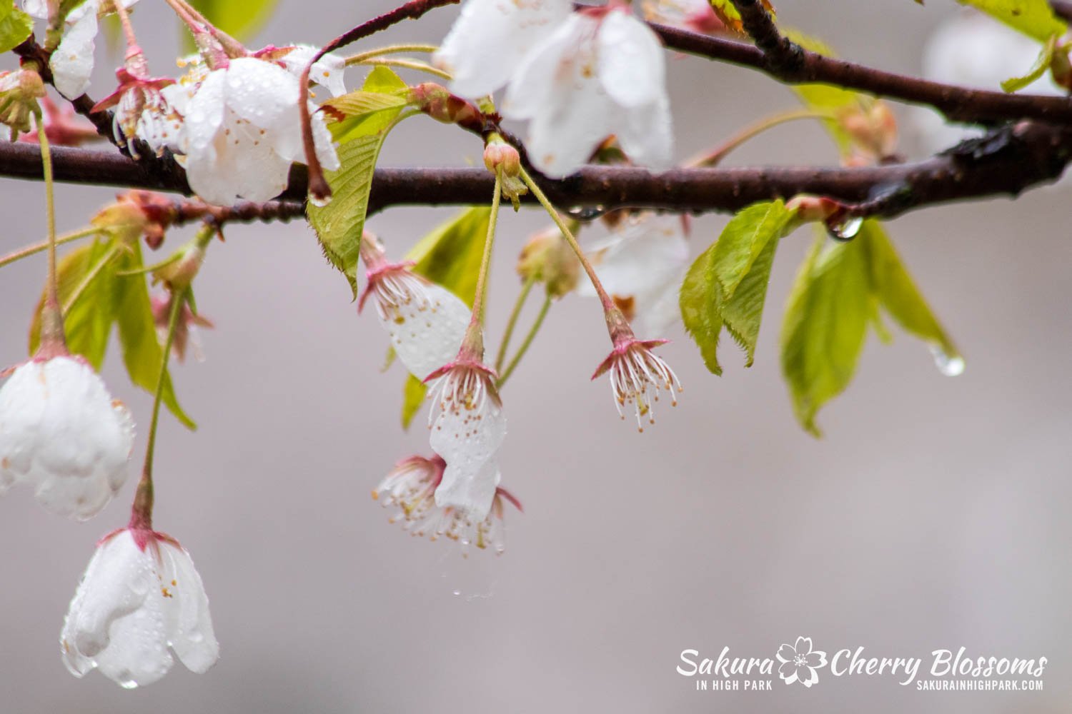 Sakura Watch April 29, 2023-109.jpg