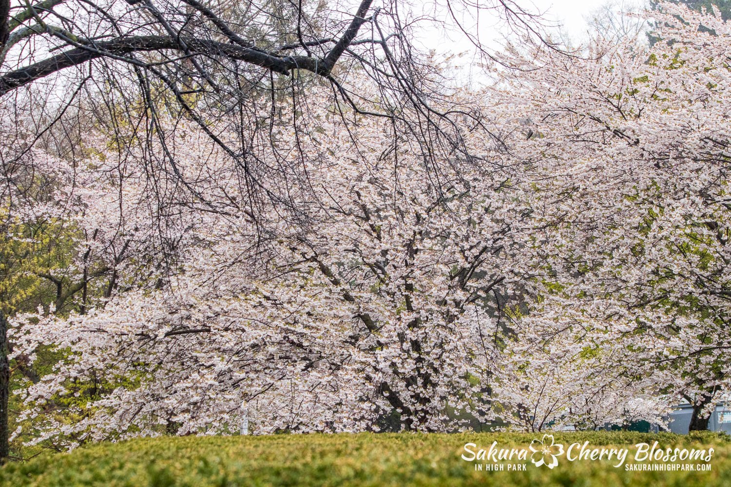 Sakura Watch April 29, 2023-26.jpg