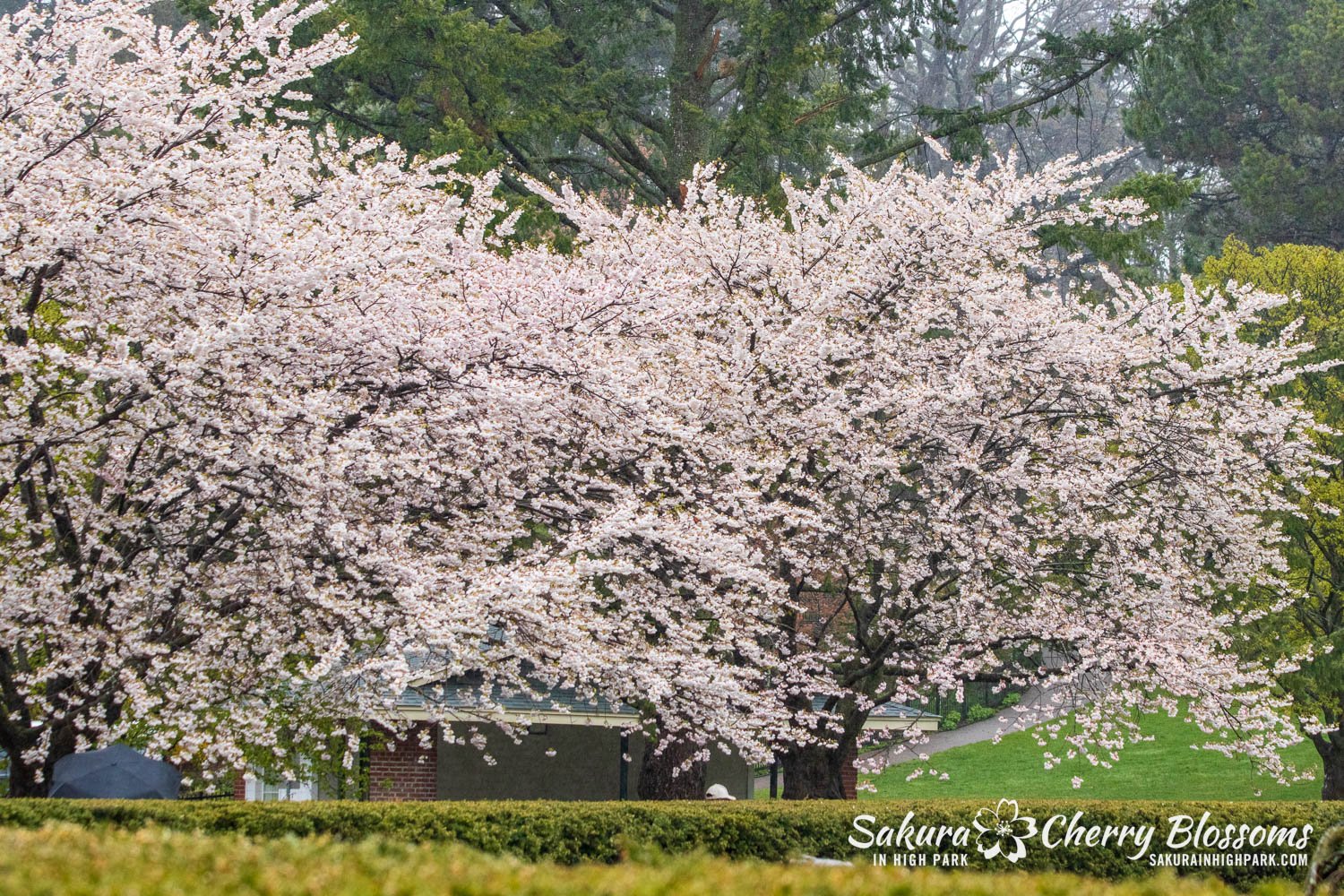 Sakura Watch April 29, 2023-38.jpg