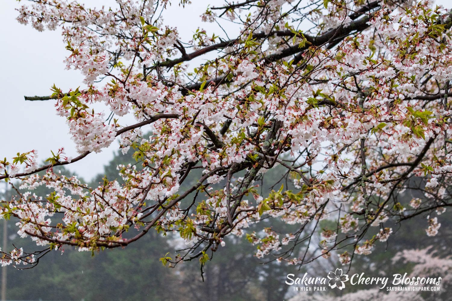 Sakura Watch April 29, 2023-63.jpg
