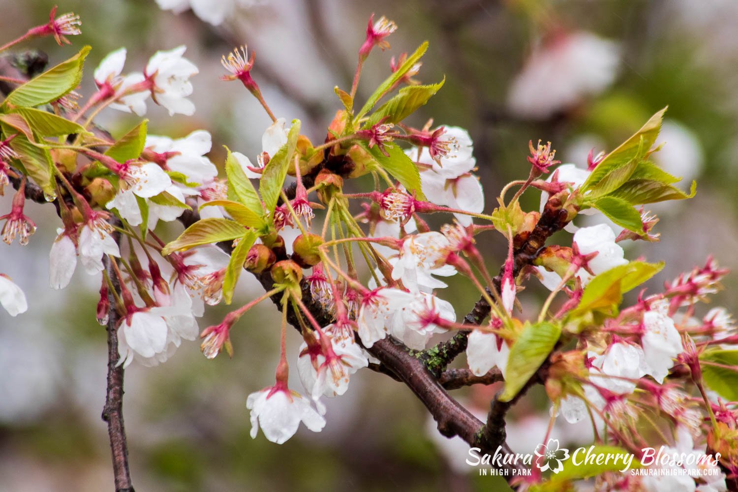 Sakura Watch April 29, 2023-81.jpg