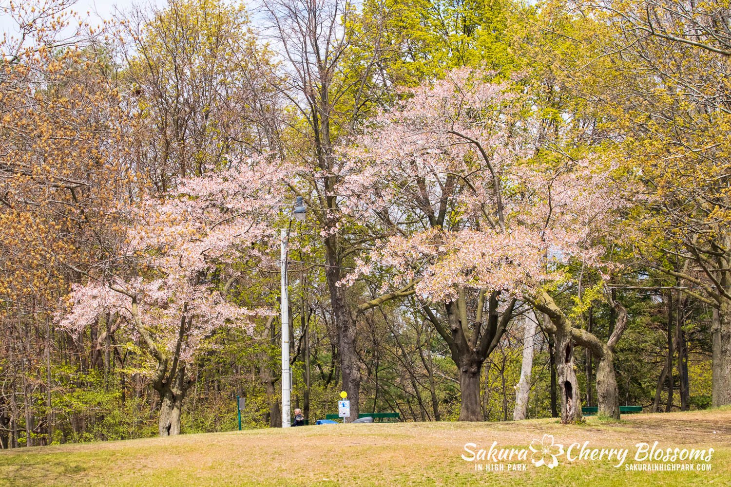 Sakura Watch May 5, 2023-217.jpg