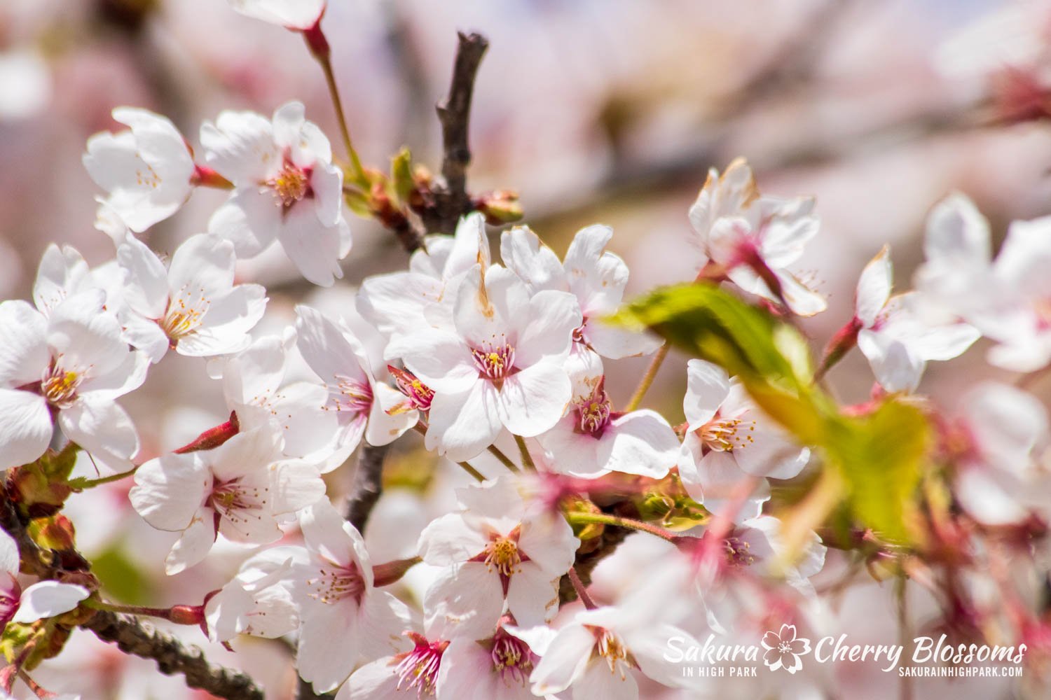 Sakura Watch May 5, 2023-192.jpg