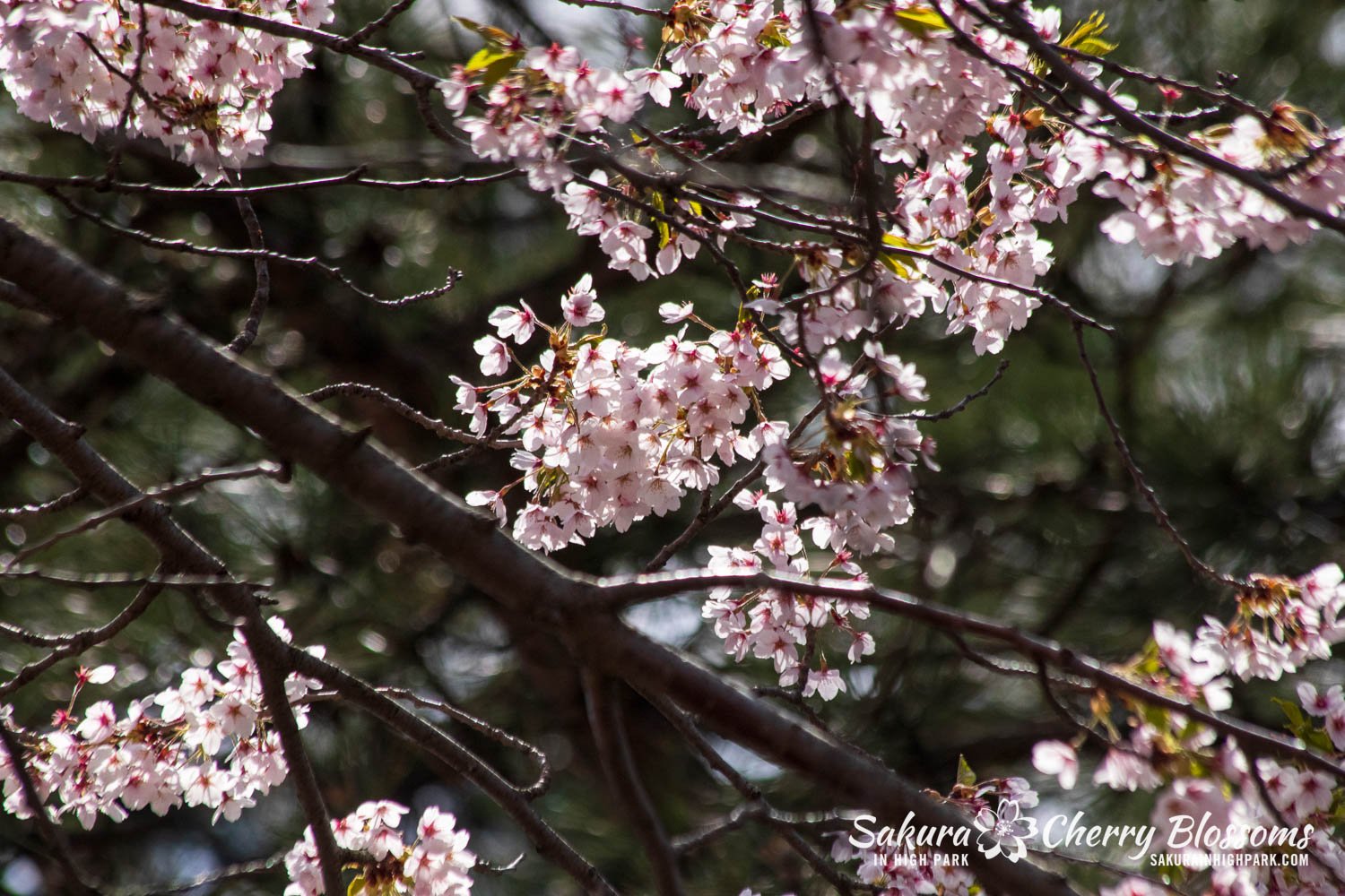 Sakura Watch May 5, 2023-121.jpg