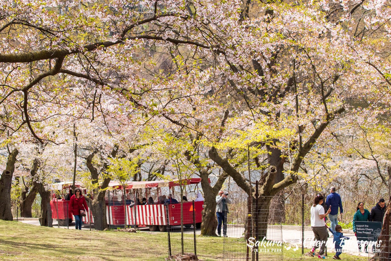 Sakura Watch May 5, 2023-90.jpg