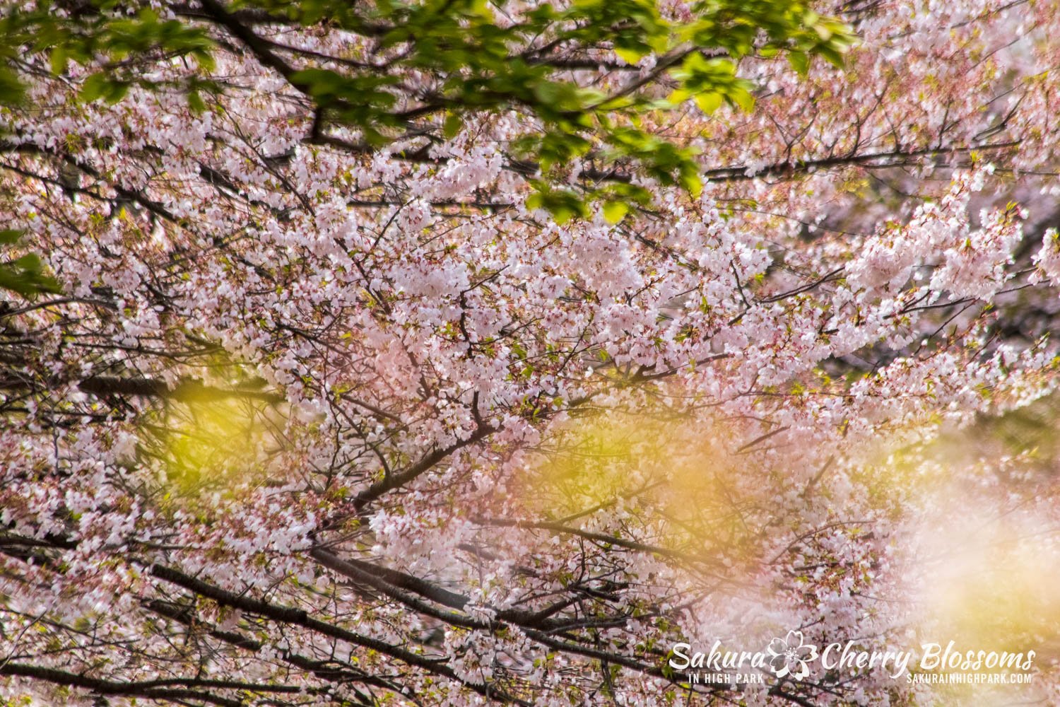 Sakura Watch May 5, 2023-41.jpg