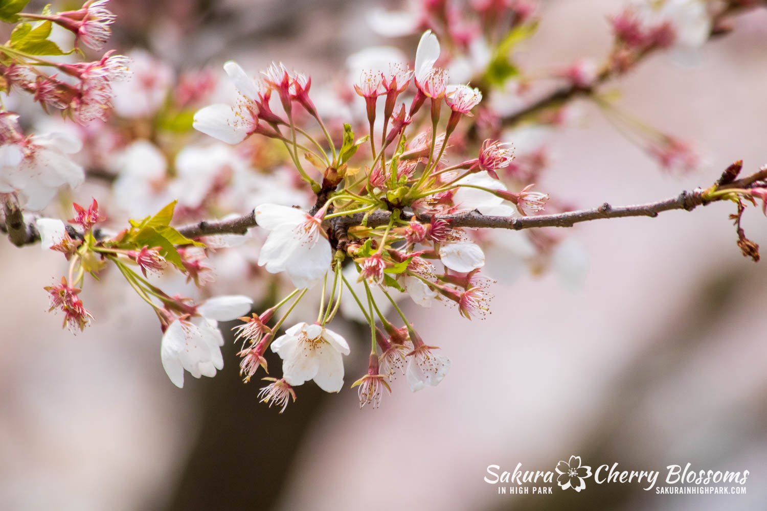 Sakura Watch May 5, 2023-3.jpg