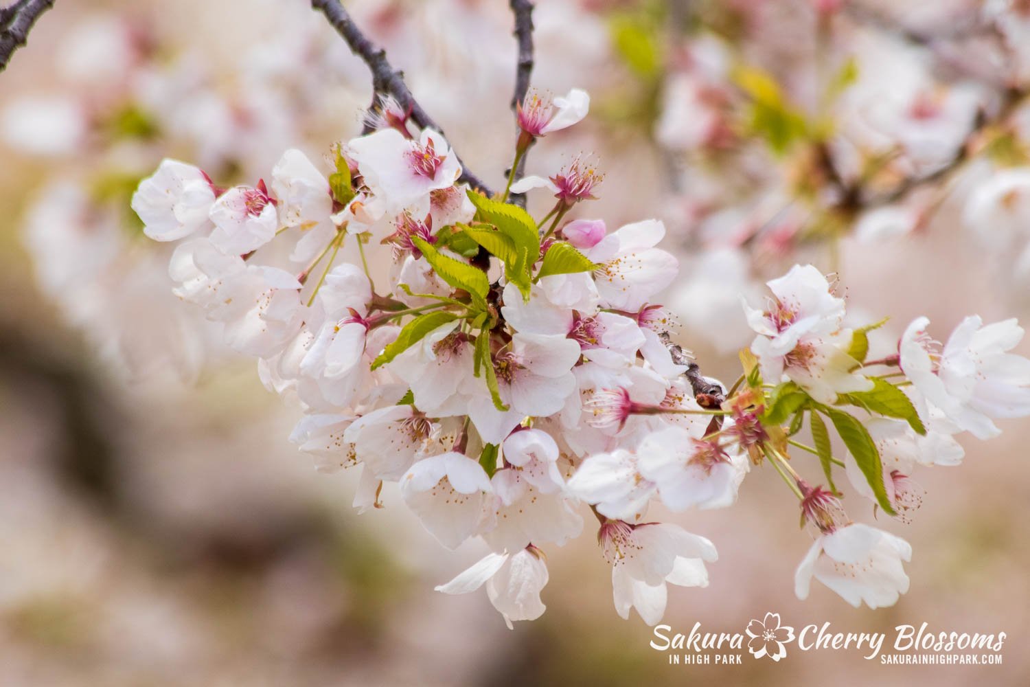 Sakura Watch May 5, 2023-18.jpg