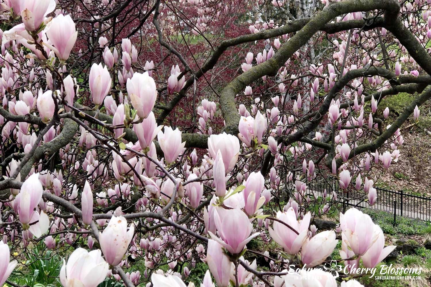 SW-May-5-2023-magnolia-large-detail.jpg