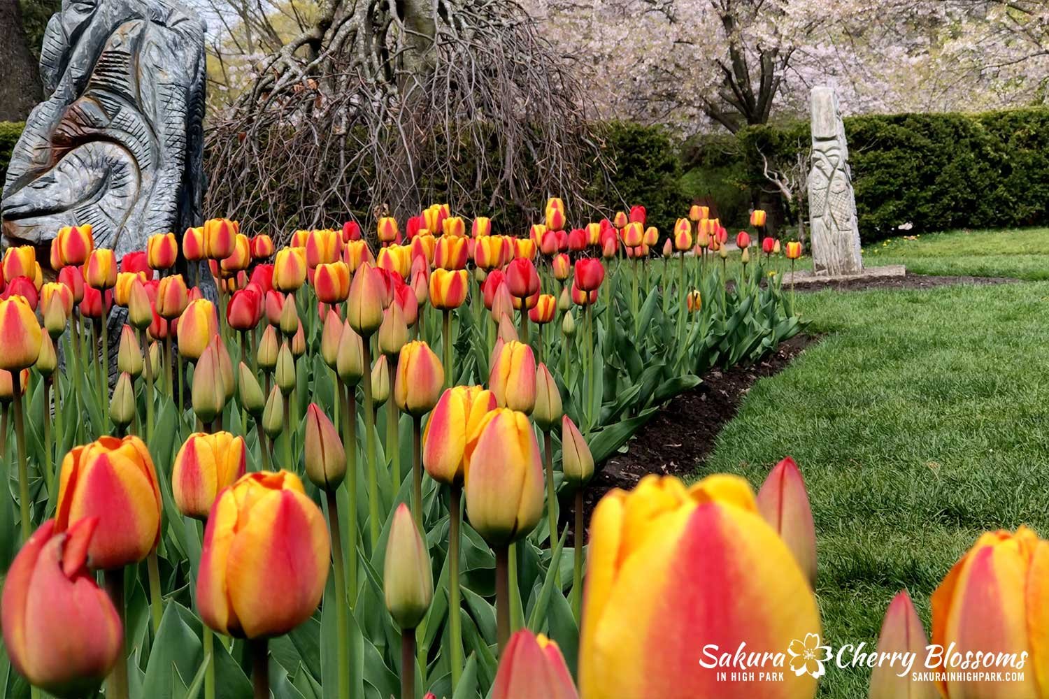 SW-May-5-2023-red-yellow-tulips.jpg