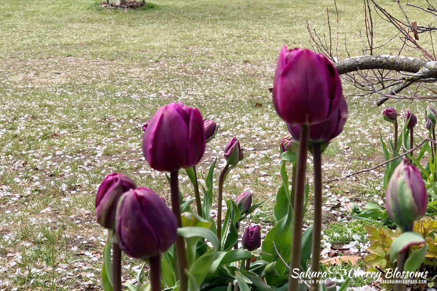 SW-May-5-2023-purple-tulips.jpg