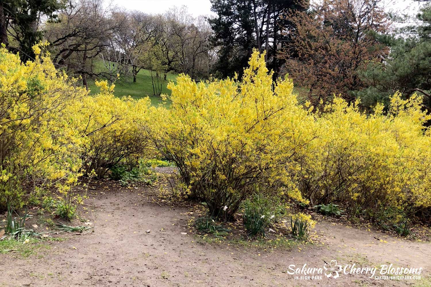 SW-May-5-2023-forsythia.jpg