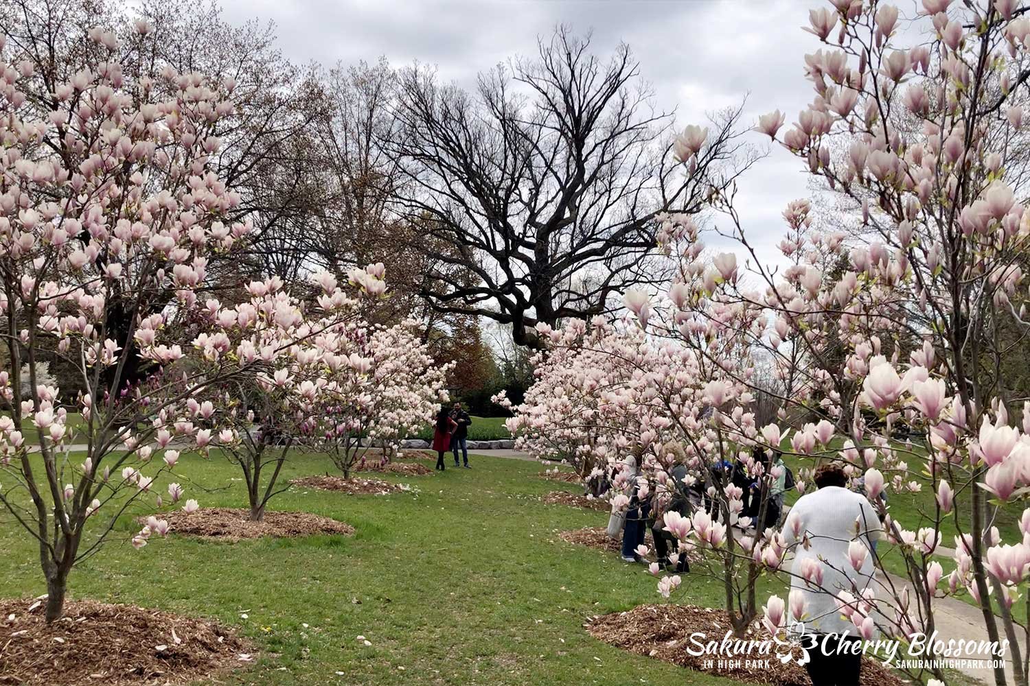 SW-May-5-2023-magnolia-rows.jpg