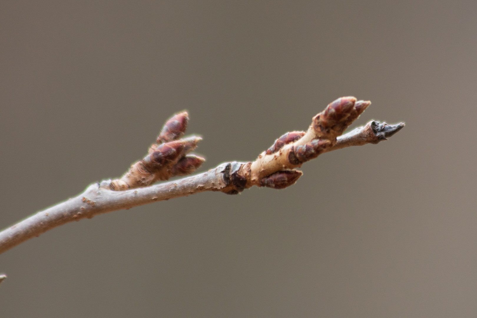 Sakura Watch February 28, 2024 - I&rsquo;m back! And this past weekend, I took advantage of warmer weather to venture out to High Park for a first look at the cherry blossom trees&rsquo; progress for 2024! I was especially curious to see how this ver