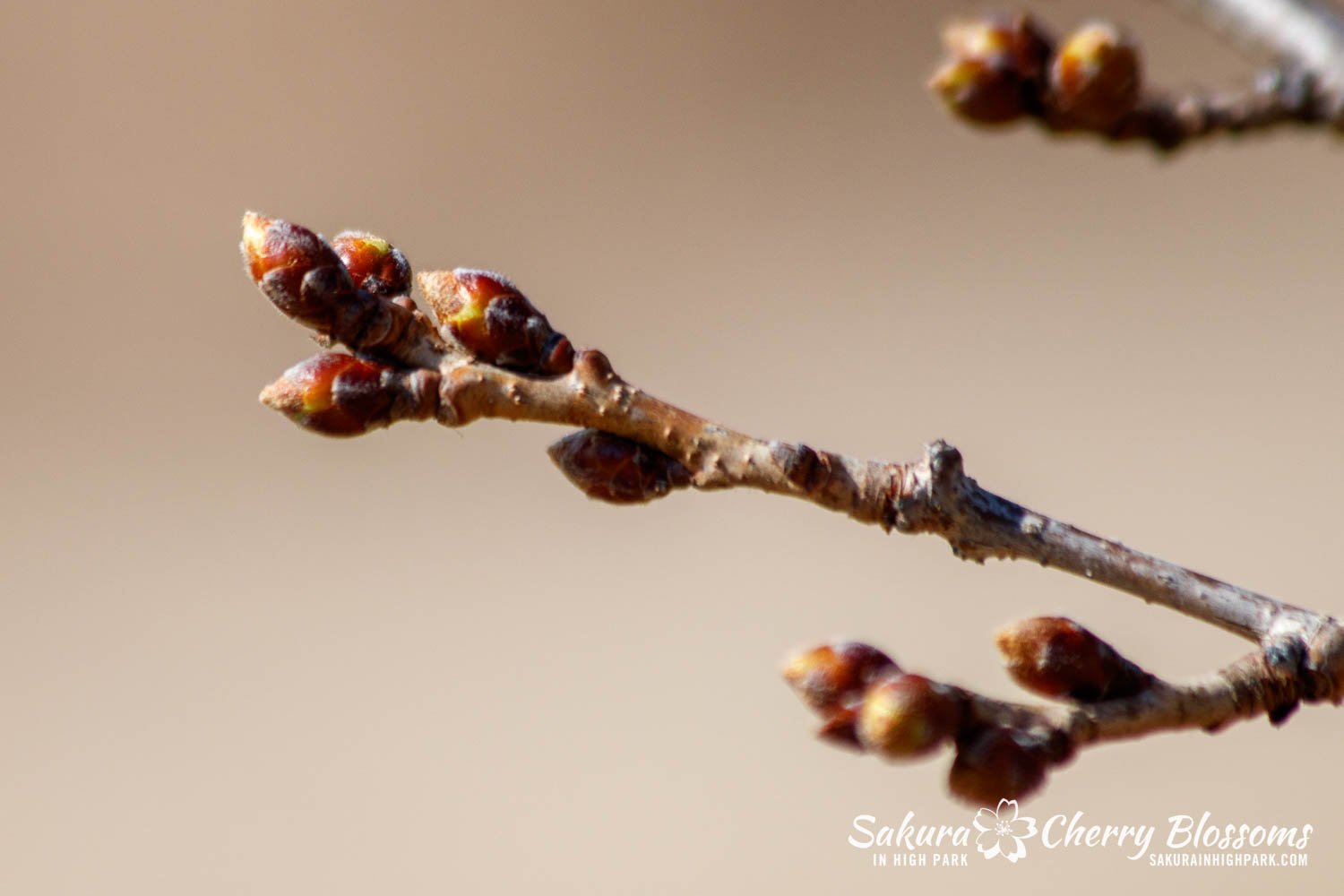 Sakura Watch March 13, 2024 --5.jpg