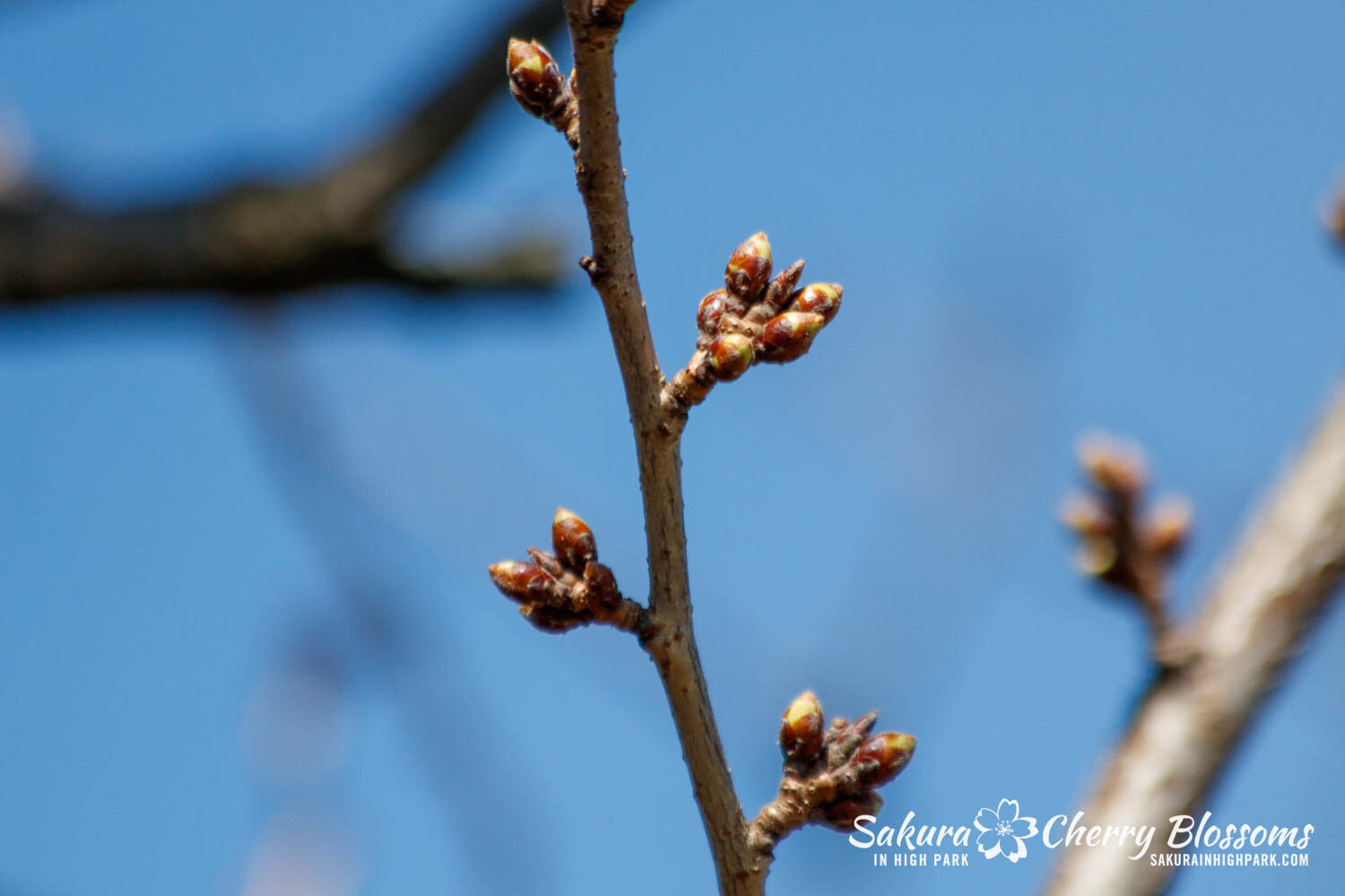 Sakura Watch March 13, 2024 - Sakura Watch March 13, 2024 - Warmer weather continues to push the bud progress ahead of schedule in High Park. My latest visit saw trees filled with complete, well-rounded buds, many of which show distinct bright green 