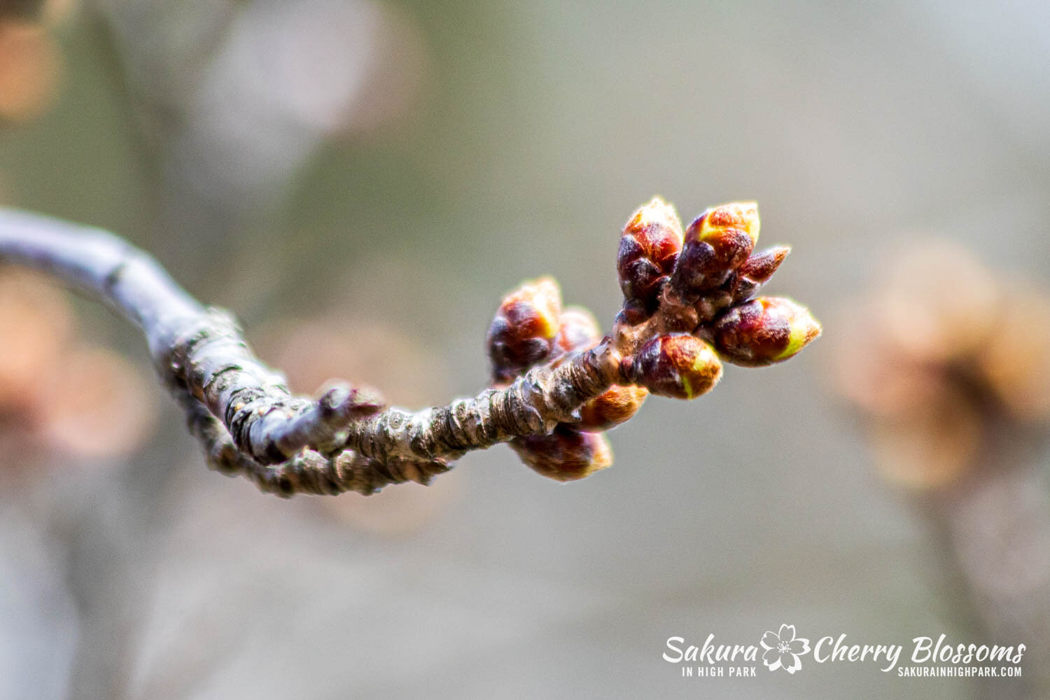 Sakura Watch March 20, 2024 - So blame it on the snow for a late post, but don't worry, this colder weather is only temporary and will slow down the progress. During my last visit, I saw that the buds were getting ready to move on from Stage 2 to 3! 