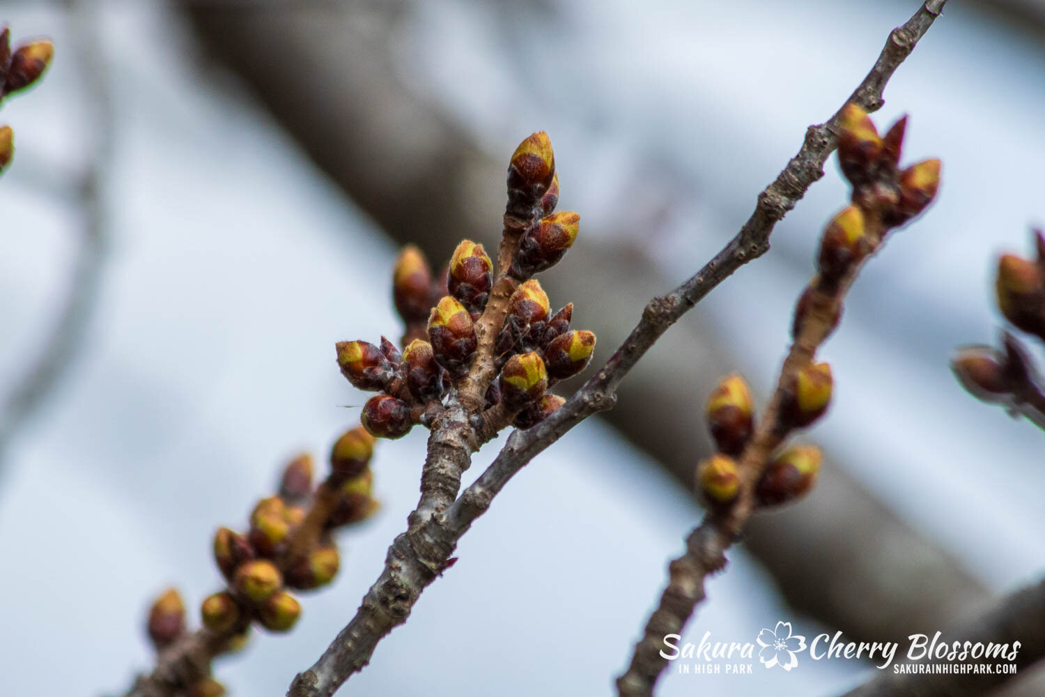 Sakura Watch March 27, 2024 - Cold and snow slowed progress by keeping the buds in Stage 2, but the return of warmer weather will keep things moving along into the next stages by next week. A few factors helped the trees survive the cold - the temper