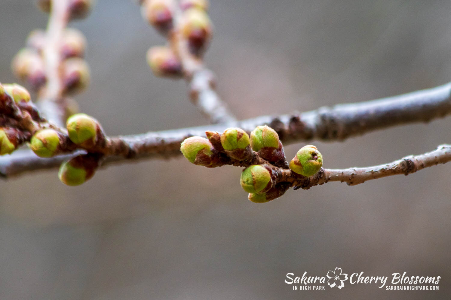 Sakura Watch April 6, 2024&mdash;Despite the cold, buds begin to progress to the next stage of development. Since we had a week of snow and cold, I wasn&rsquo;t expecting to see too much of a change this week, but I was in for a bit of a surprise as 