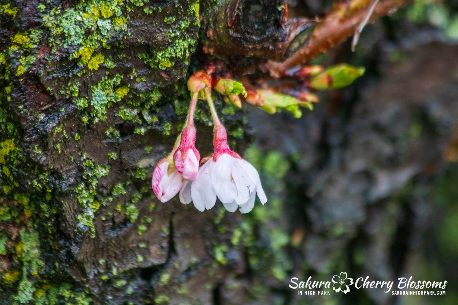 Sakura Watch April 12, 2024 - Exciting new to share! I spotted the very first open blossoms in High Park today! They were lower on the trunk and base of one tree and they marked the official beginning of the full bloom next week! More details, video,
