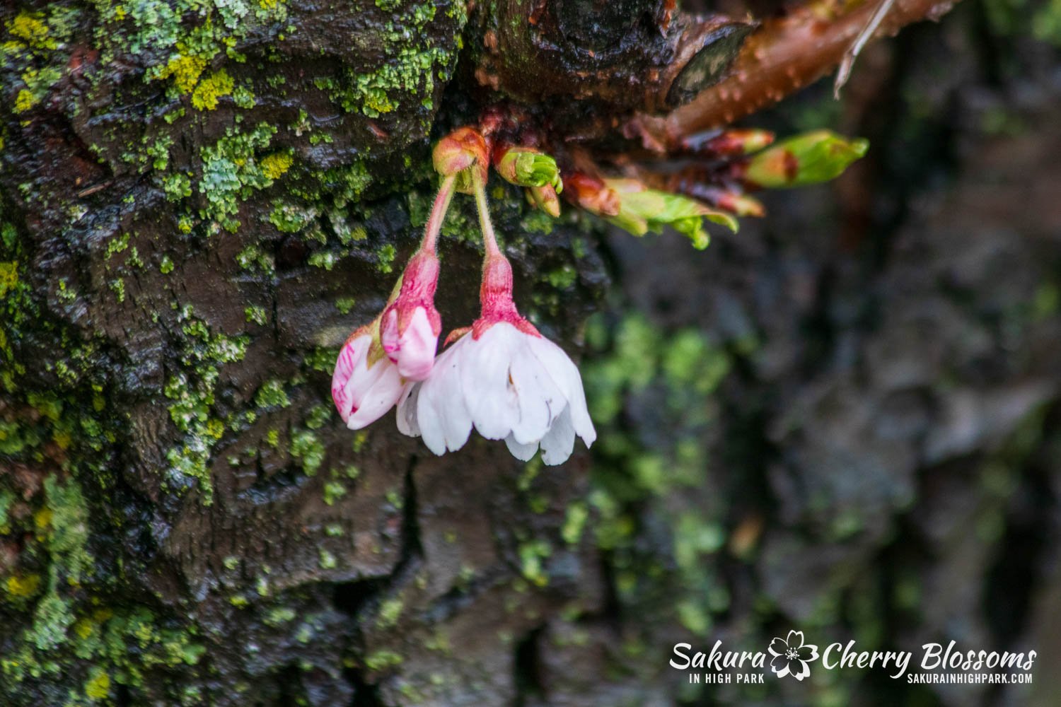 Sakura Watch April 12, 2024 - The first open blossom was spotted, and the full bloom is now a week away. The trees are well into Stage 4, where the peduncles have begun to extend out of the buds. However, keep in mind that this is only the beginning.