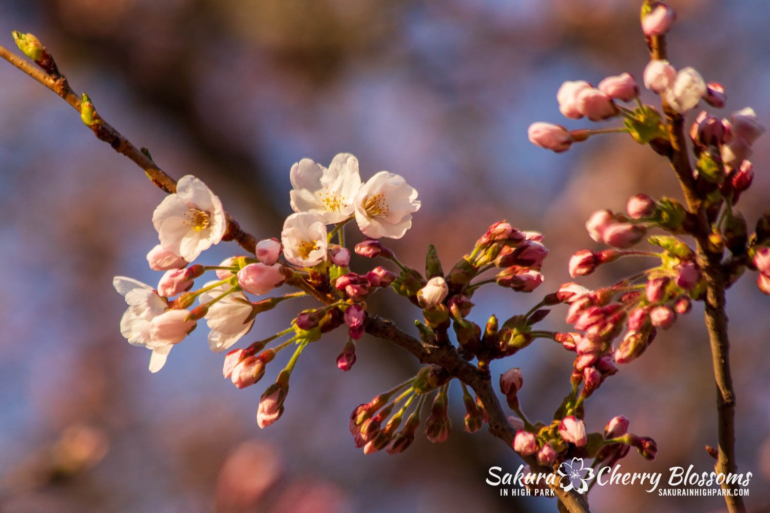 Sakura Watch April 16, 2024 - Peak bloom is close! Still, trees need better weather before putting on the High Park big show, as evidenced by the trees only showing less than 5% of open flowers today. Cold and rain will also slow any progress and pus