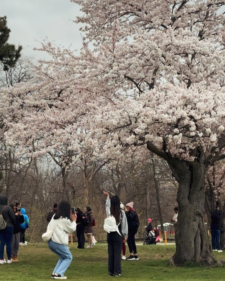 Sakura Watch April 20,2024 High Park bloom has begun!