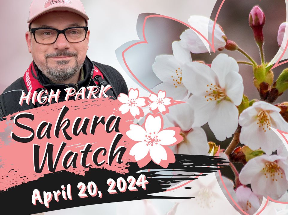 Sakura Watch April 20, 2024 - Full bloom has started, with Sakura Watch April 20, 2024 - Full bloom has started, with