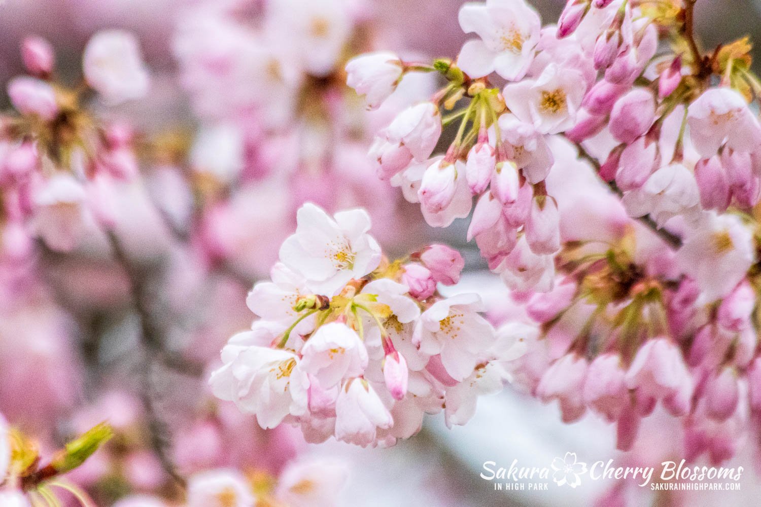 Sakura Watch April 20, 2024 - Full bloom has started, with trees beginning to show up to 75% of open blossoms, officially marking the beginning of Sakura Hanami for High Park. Some areas are further along than others, and the trees will continue to g