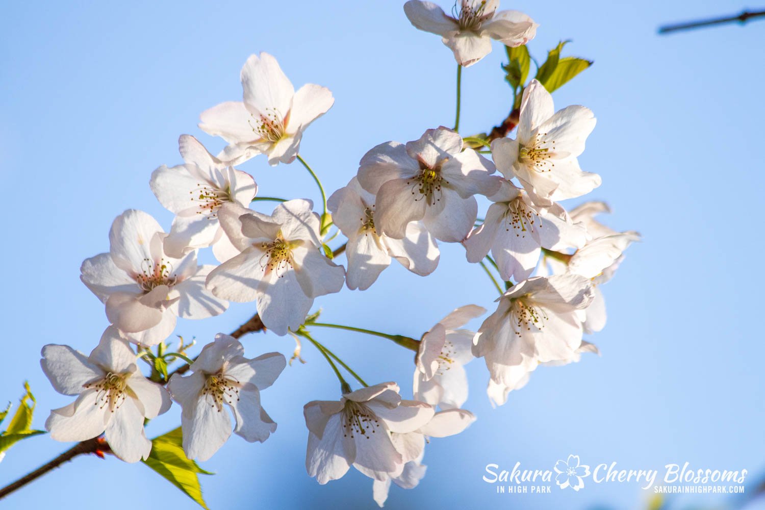 Sakura Watch April 24, 2024&mdash;High Park is in Peak Bloom, with all areas showing 90-100% open blossoms! This week is the best time to visit before the rain returns on the weekend. How the weather will affect the trees depends on how heavy the rai