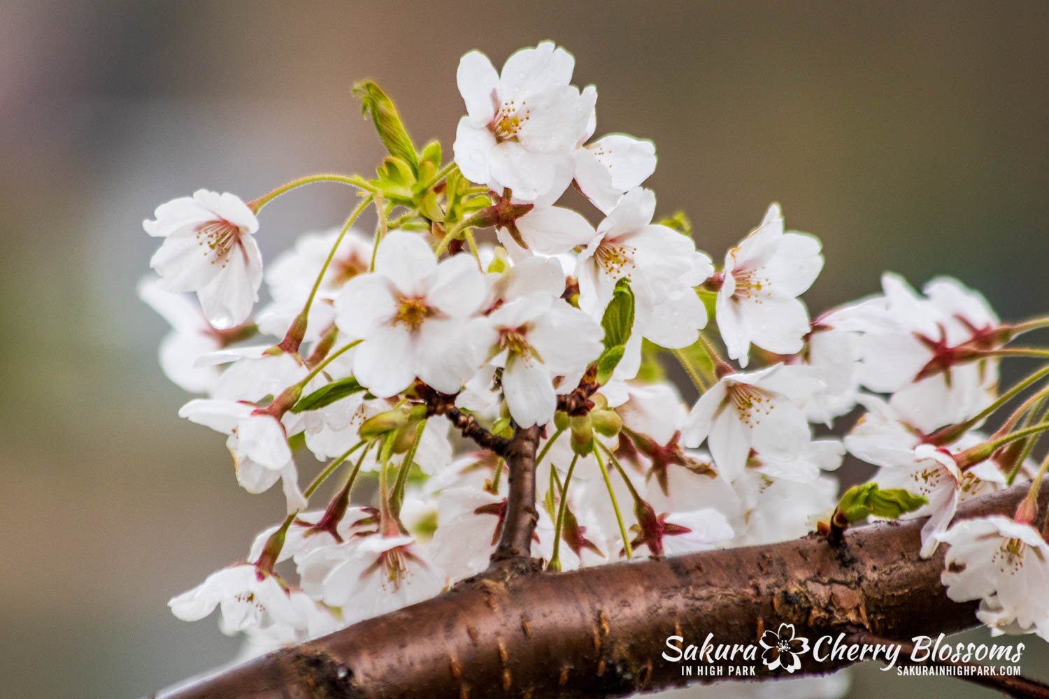 Sakura Watch April 27, 2024 - The last days of Peak Bloom are here, as petals begin to fall in High Park. During my visit on this rainy morning, I could see the beginning of petals falling in a few areas of the park, but overall, the trees still have