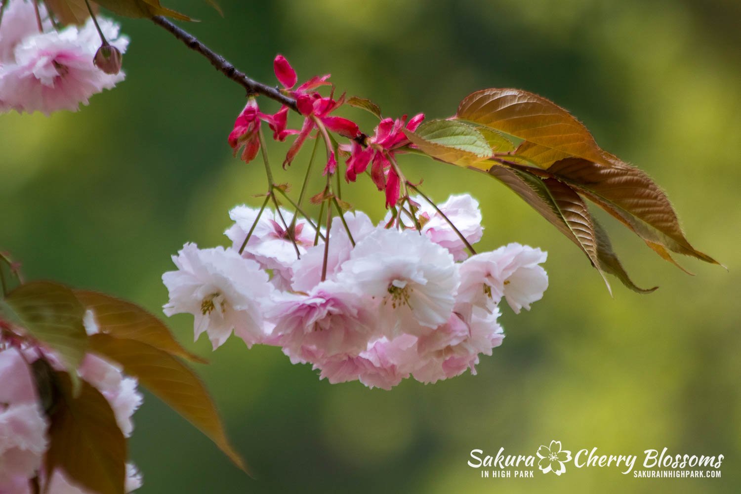 Sakura Watch, May 10, 2024&ndash;Did you know High Park has another variety of Japanese cherry blossom that blooms later? Fugenzo trees, located at the bottom of Cherry Hill and by Grenadier Pond, are another type of Japanese cherry blossom. They ten