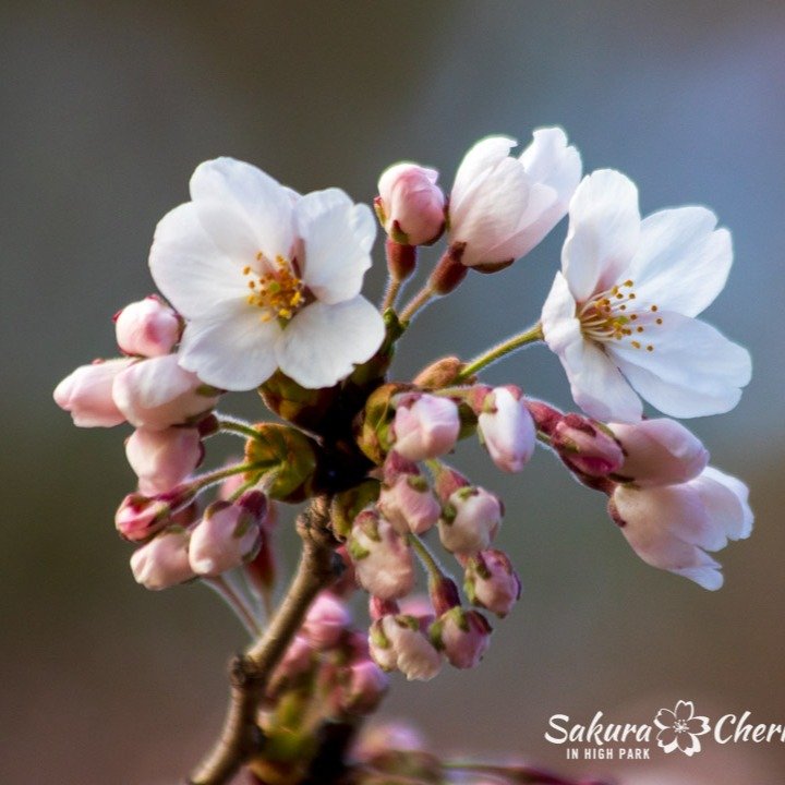 Sakura Watch, April 28, 2025 &mdash; As predicted, the sakura cherry blossoms have begun to open up today, though only a few open white blossoms scattered amongst the branches will be visible in the first couple of days. The trees will gain a boost f