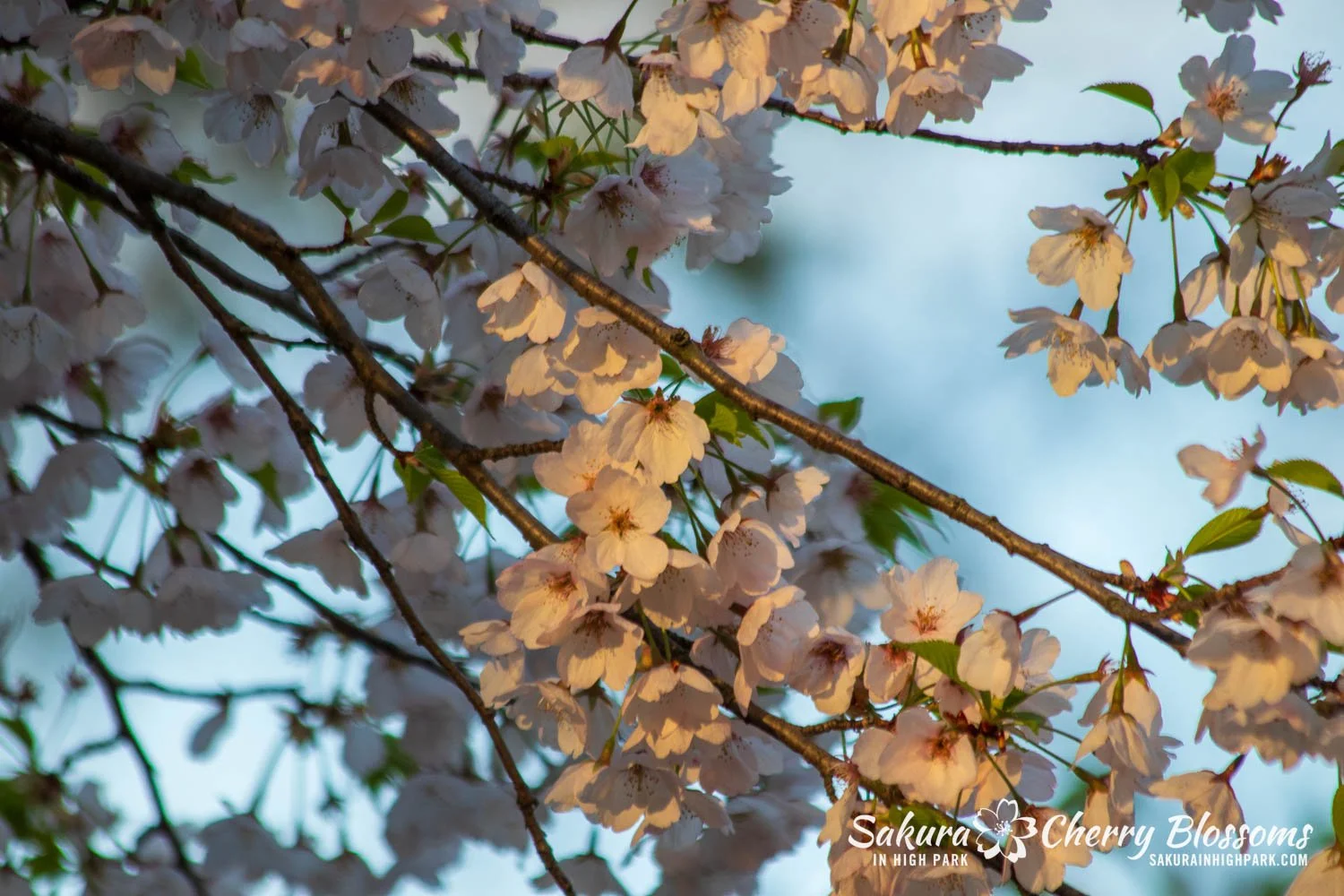 Sakura Watch May 6-2025--53.jpg