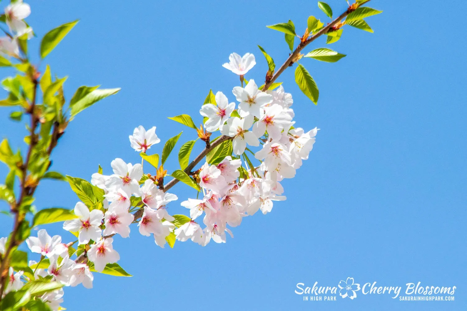Sakura Watch May 10-2025-189.jpg