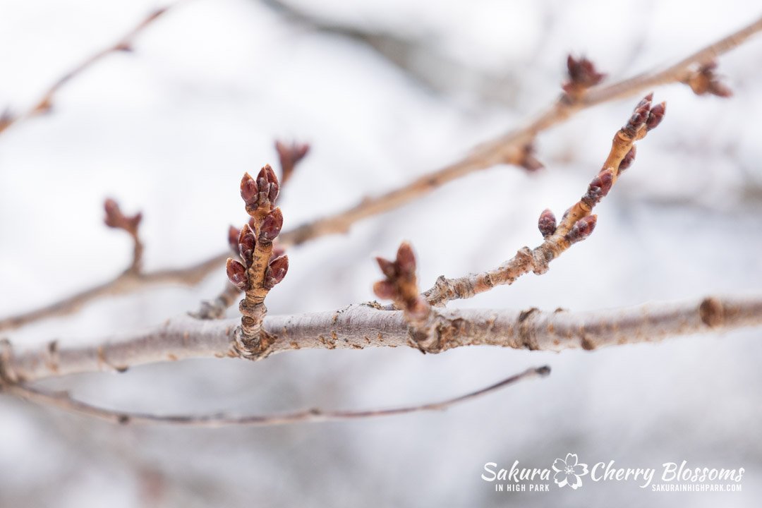 Sakura Watch - March 11, 2026 - This past weekend, the weather finally began to warm up, giving me the chance to visit the park while the snow and ice were finally melting. I did see the cherry blossom trees had plenty of brown, closed buds, and I'm 