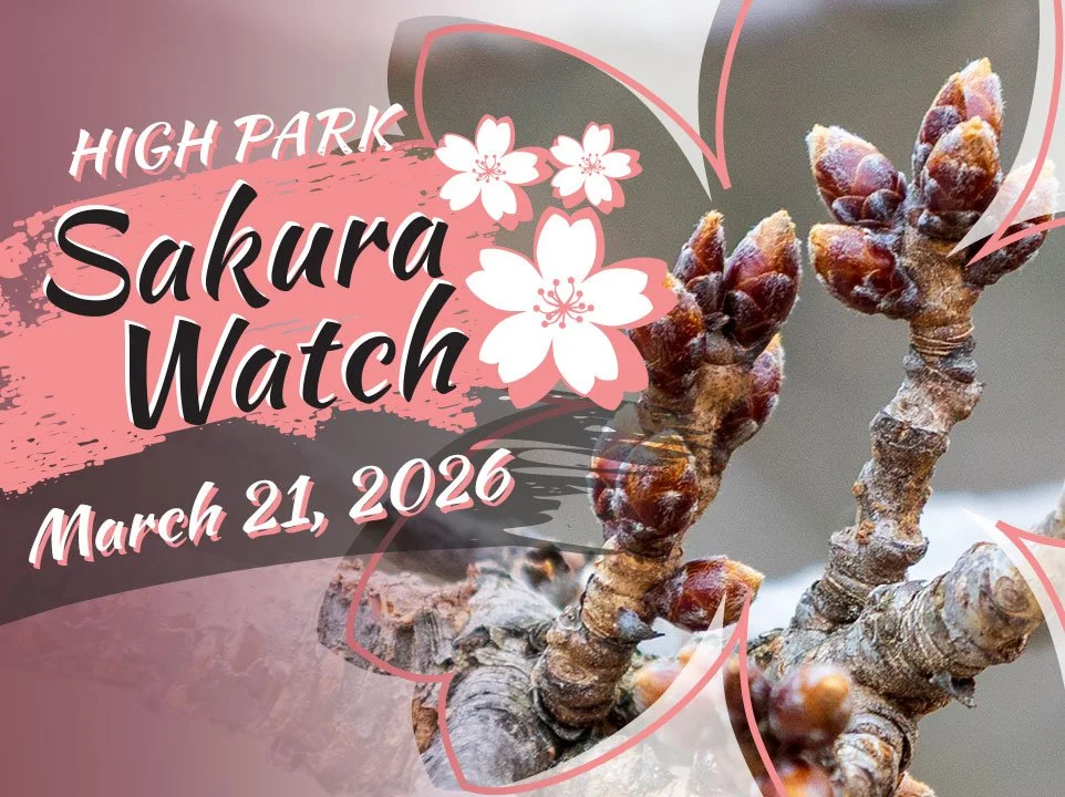 Sakura Watch March 21, 2026 - First day of spring is here, but how long until the cherry blossoms follow?