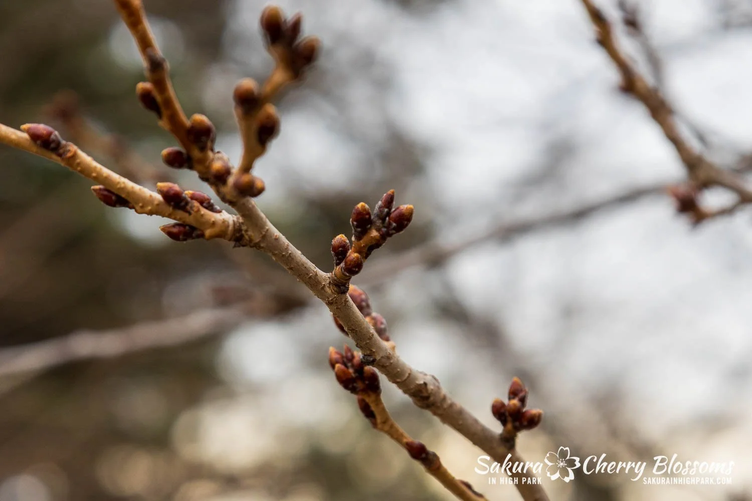 Sakura Watch March 21-2026-86.jpg