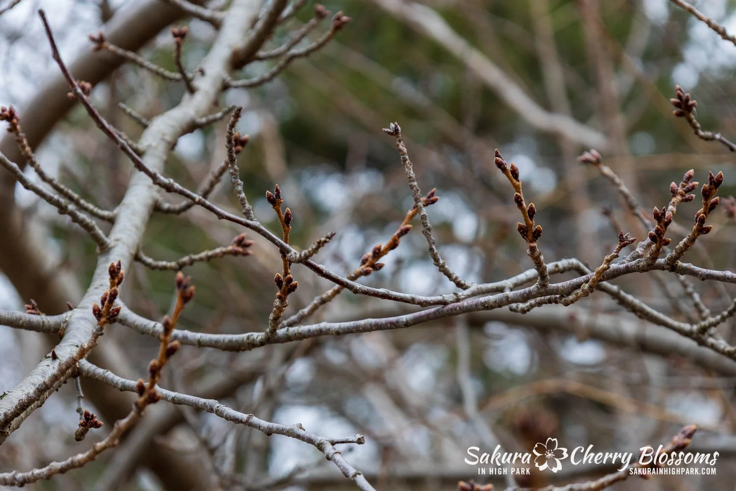 Sakura Watch March 21-2026-73.jpg