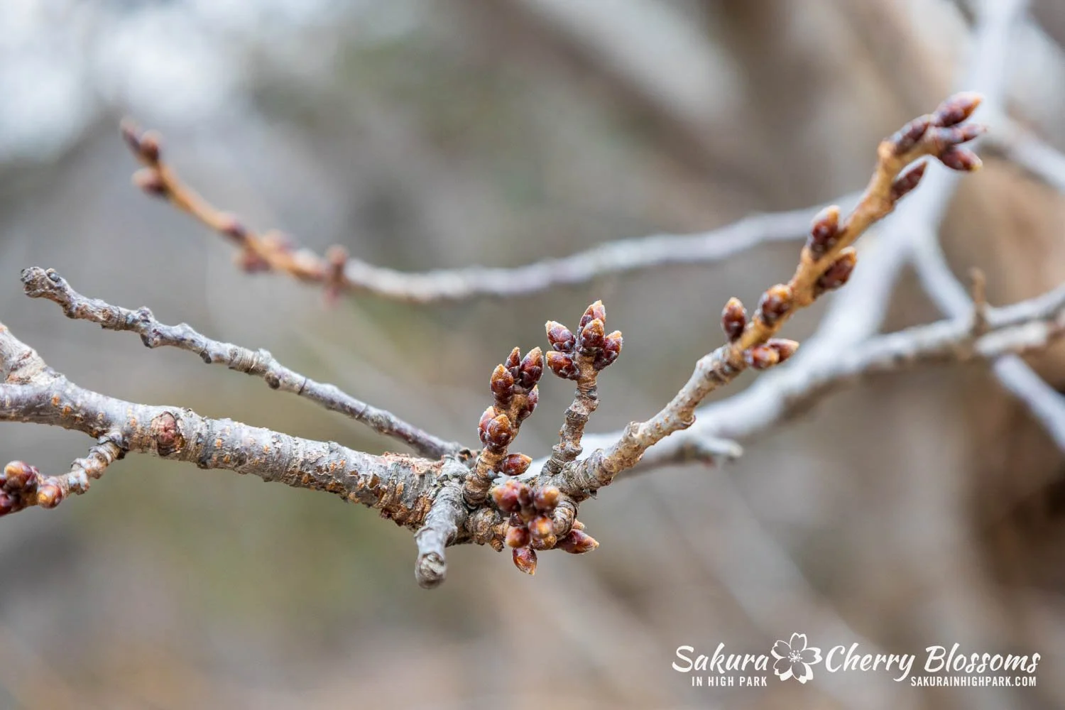 Sakura Watch March 21-2026-69.jpg
